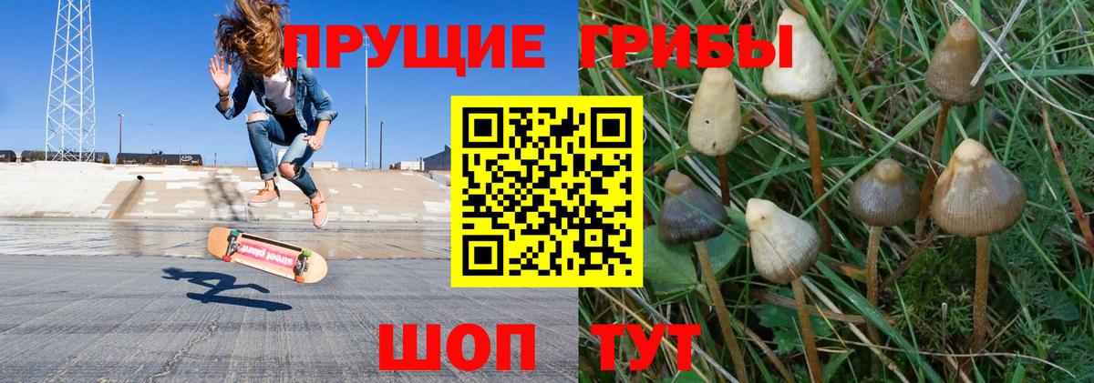 Псилоцибиновые грибы Cubensis Октябрьский